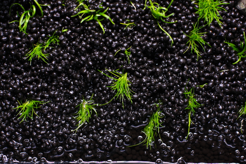 2cm～3cmの間隔で植栽する　ヘアーグラスショートの植え方